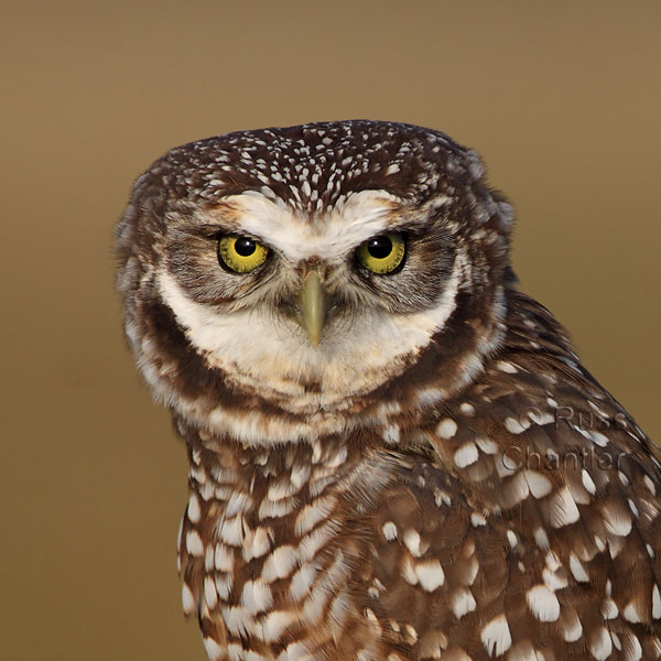 Burrowing Owl © Russ Chantler